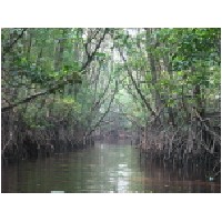 mangrove swamp, Cherating.JPG